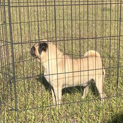 Ceasar - Pug