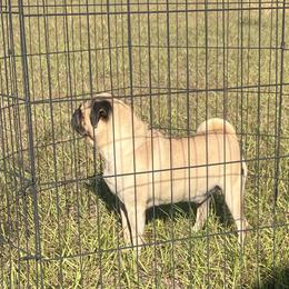 Ceasar - Pug