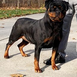 Missy - Rottweiler