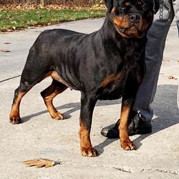 Missy - Rottweiler