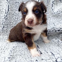 Girl 2 - Australian Shepherd puppy in Stanwood, Michigan from Double T Aussies