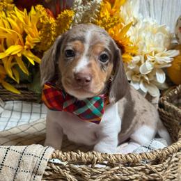 Dandy - Dapple male Dachshund puppy in Fayetteville, West Virginia from Loop Creek Dachshunds