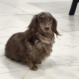 Charm - Dachshund