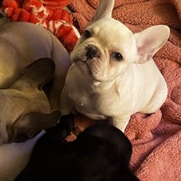 French Bulldog Puppies from The three little frenchies