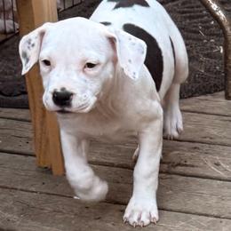 Female 2 - Black female American Staffordshire Terrier puppy in Spring Branch, Texas from Bold & Beautiful Amstaffs