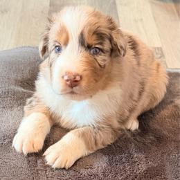 Hero - Red merle male Australian Shepherd puppy in Harrah, Oklahoma from Kamm's Aussies