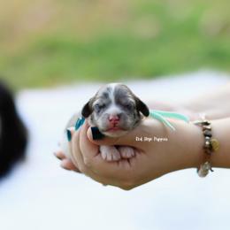 Mint Collar Girl - Merle female Cavapoo puppy in Republic, Missouri from Red Skye Puppies