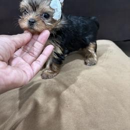 Buttercup - Black and tan female Yorkshire Terrier puppy in Tempe, Arizona from Kissable baby face yorkies