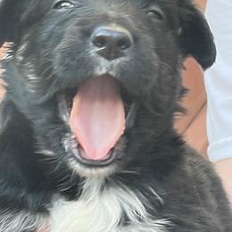 Australian Shepherd Puppies from Sarah Estes