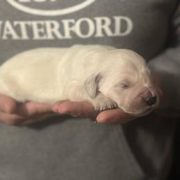 Pick 3 - Light golden female Golden Retriever puppy in Waterford, Pennsylvania from Living on Faiths Golden Retrievers