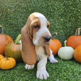 Purdy - Red and white female Basset Hound puppy in Big Rapids, Michigan from Basket Hound Bassets