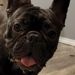 Francesca - French Bulldog