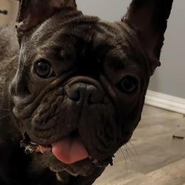 Francesca - French Bulldog