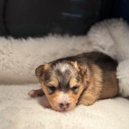 Girl 2 - Wolf sable female Pomsky puppy in Michigan from Blue Water Pomskies