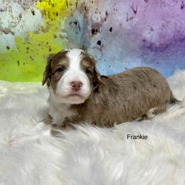 Frankie - male Australian Mountain Doodle puppy in Blue Springs, Missouri from Jeanie’s Doodles