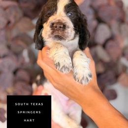 Hart - Liver white and roan male English Springer Spaniel puppy in Brownsville, Texas from South Texas Springers