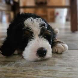 Bernedoodle and Double Doodle Puppies from Cloud Nine Doodles