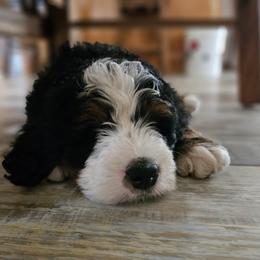 Bernedoodle and Double Doodle Puppies from Cloud Nine Doodles