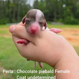 Perla - Piebald female Dachshund puppy in Quitman, Mississippi from S-and-A Kennels