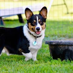 Grit - Pembroke Welsh Corgi
