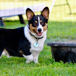 Grit - Pembroke Welsh Corgi