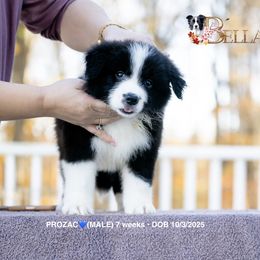 PROZAC - Black and white male Border Collie puppy in Bryantown, Maryland from Bellaclan Border Collies