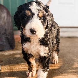 Winnie - Tri-color female Bernedoodle puppy in Marne, Michigan from MI Doodles