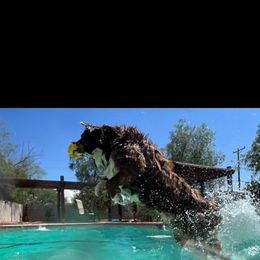 Australian Shepherd puppies from Long Mt Aussies