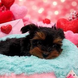 Boy 1 - Black and tan male Yorkshire Terrier puppy in Belpre, Ohio from Blackwoods Yorkies