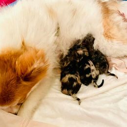 Pomeranians from Lynnea Kartchner