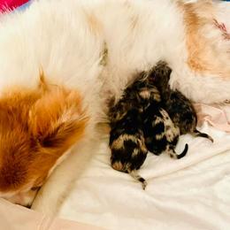 Pomeranians from Lynnea Kartchner