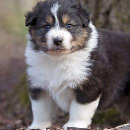 Australian Shepherd Puppies from Riverlook Australian Shepherds
