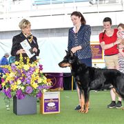 Pride - Beauceron