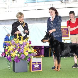 Pride - Beauceron
