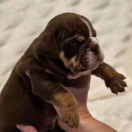 Indie - Chocolate tri-color female Bulldog puppy in Harrisburg, Pennsylvania from Central PA WiggleButts Bulldogs