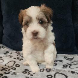 Big boy - Chocolate male Havanese puppy in Jennings, Florida from Mountain Dream Acres