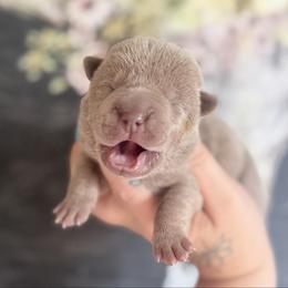Earl - Lilac dilute male Chinese Shar-Pei puppy in Lehigh Acres, Florida from Florida Wrinkles