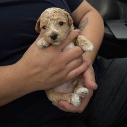 Gus - Cream male Maltipoo puppy in Lochbuie, Colorado from ABLE