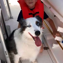 Miniature Australian Shepherd and Toy Australian Shepherd All Grown Up from 2Lazy2P Mini Aussies