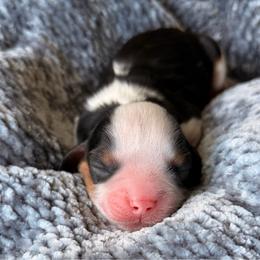 Teddy - Tri-color male Cavalier King Charles Spaniel puppy in Katy, Texas from True Heart Cavaliers LLC