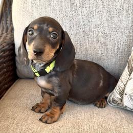 Yellow - Dapple female Dachshund puppy in Goodyear, Arizona from AZ Royal Doxies llc