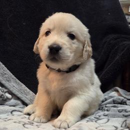 Boy 1 - Light golden male Golden Retriever puppy in Milton, Florida from Katherine's Golden Retrievers and Gordon Setters.