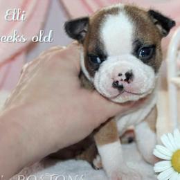 Girl 1-Elli - Seal and white female Boston Terrier puppy in North Central, Vermont from Windy Valley’s Bostons
