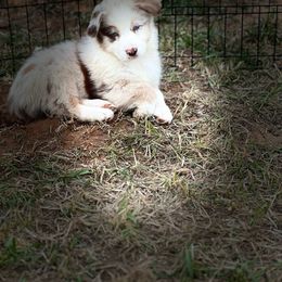 Riz - Red merle Australian Shepherd puppy in Mineral Wells, Texas from A6 Australian Shepards