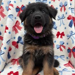 Moxie - Moxie - Black and red female German Shepherd puppy in Coplay, Pennsylvania from By My Side Germans Shepherds & Dobermans