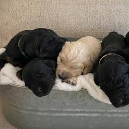 Goldendoodles from StellaDoodles