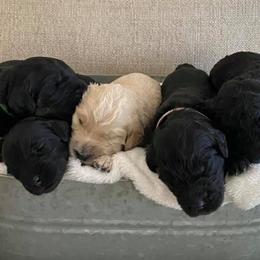 Goldendoodles from StellaDoodles
