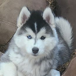 Faith - Gray and white female Siberian Husky puppy in Westport, Oklahoma from Kemp Homestead