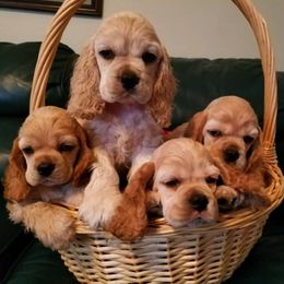 Cocker Spaniel Puppies from Che-Lee Cockers