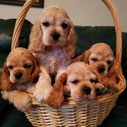 Cocker Spaniel Puppies from Che-Lee Cockers